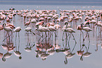 colonyof lesser flamingos